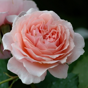 Louise De Marillac - róża - www.karolinarose.pl